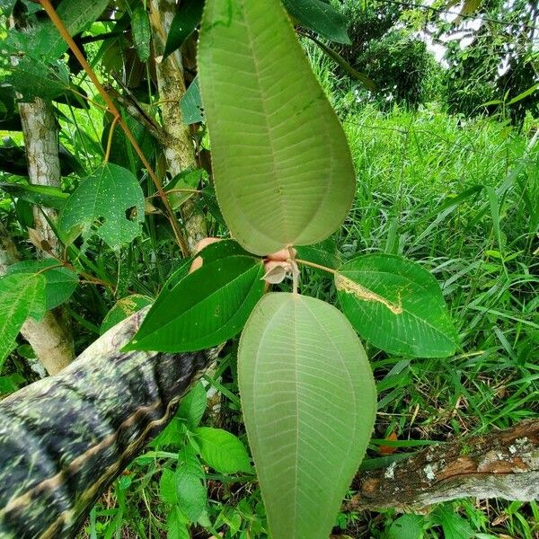 Miconia elata Leaf