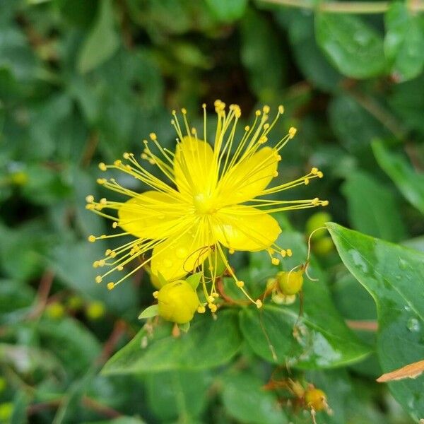 Hypericum hircinum Цвят