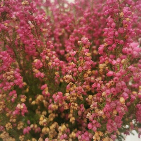 Erica gracilis Flower