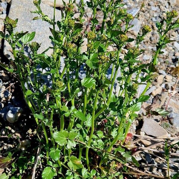 Barbarea vulgaris Habit