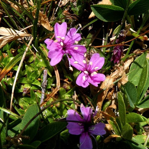 Silene acaulis Flower