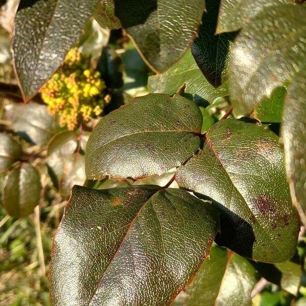 Berberis aquifolium Feuille