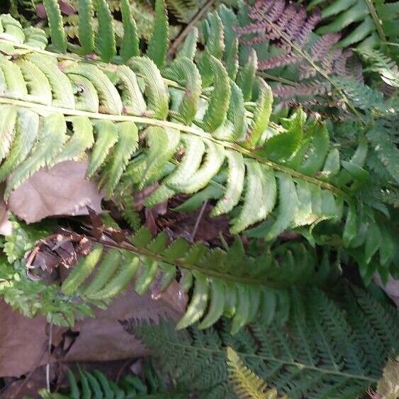 Polystichum lonchitis ഇല