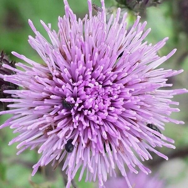 Cirsium arvense Žiedas