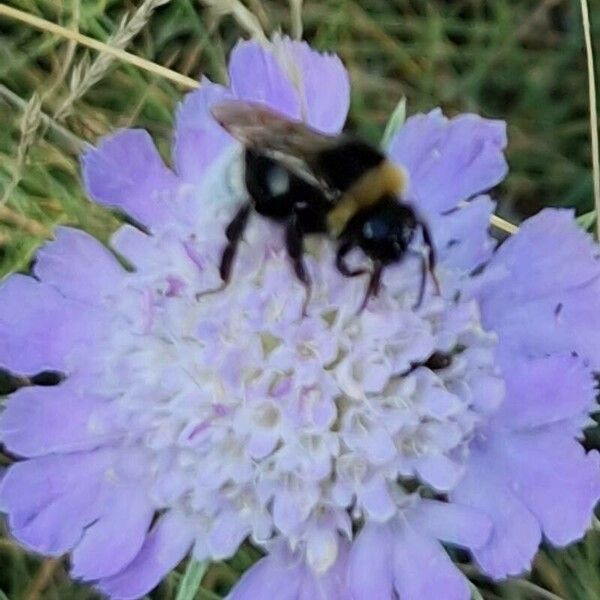 Lomelosia graminifolia Cvet