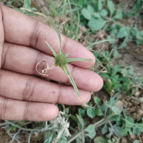 Cyperus michelianus Çiçek