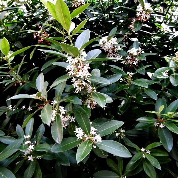 Acokanthera oblongifolia Лист