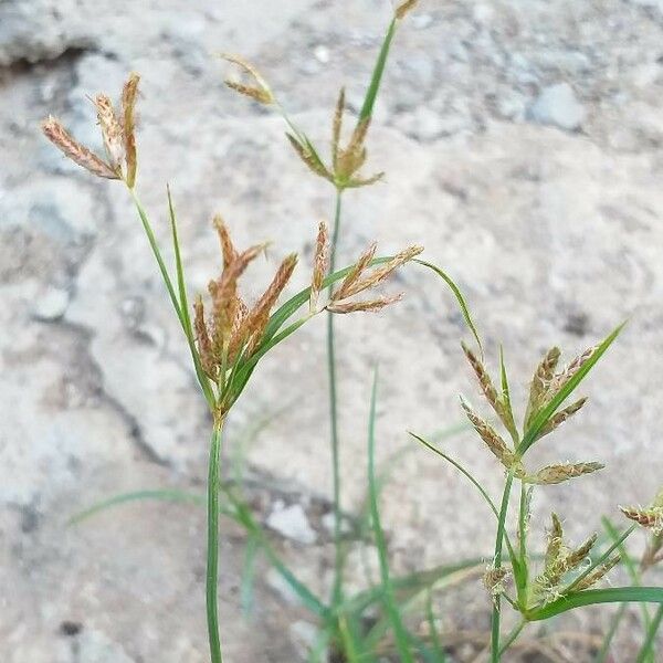 Cyperus rotundus Habit