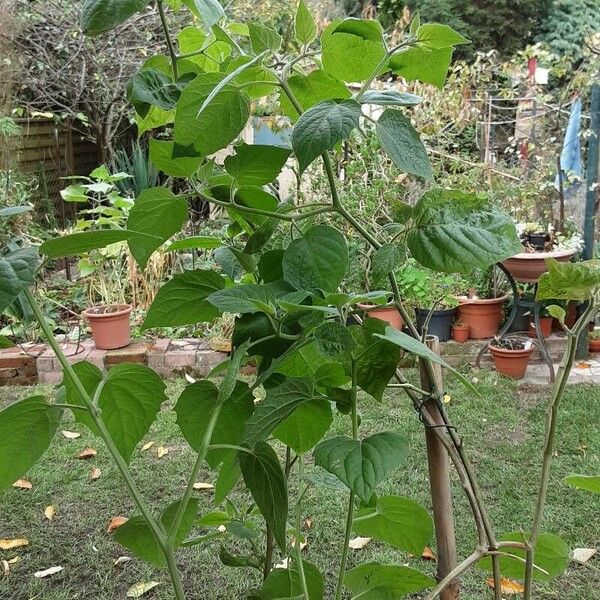 Physalis peruviana кора