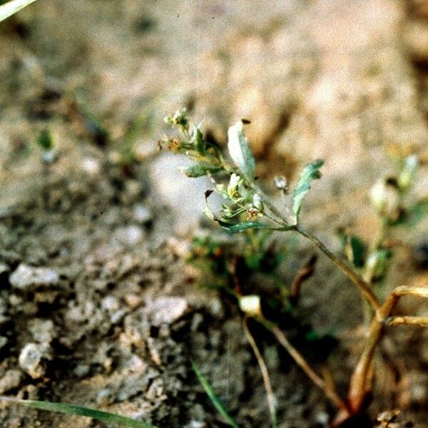 Gratiola virginiana Хабит