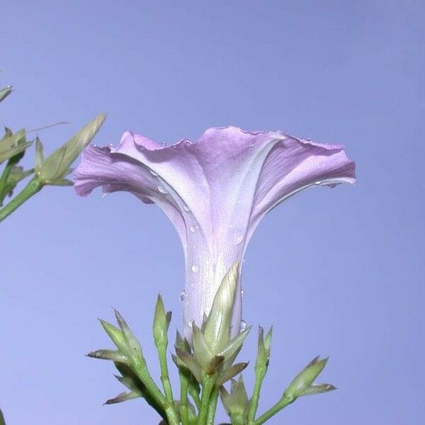 Ipomoea tiliacea Flors