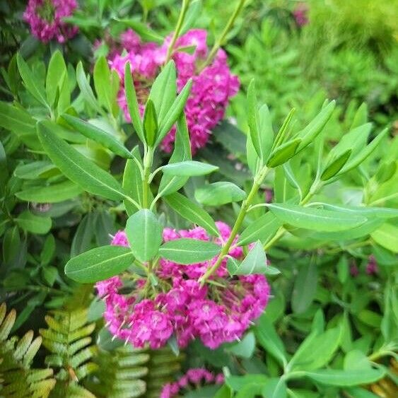 Kalmia angustifolia Blatt