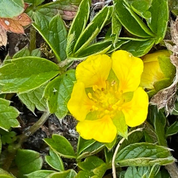 Potentilla aurea 花