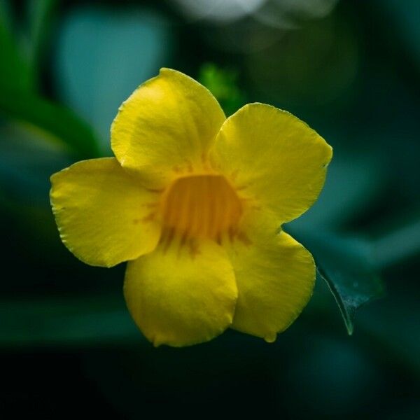 Allamanda schottii Kwiat