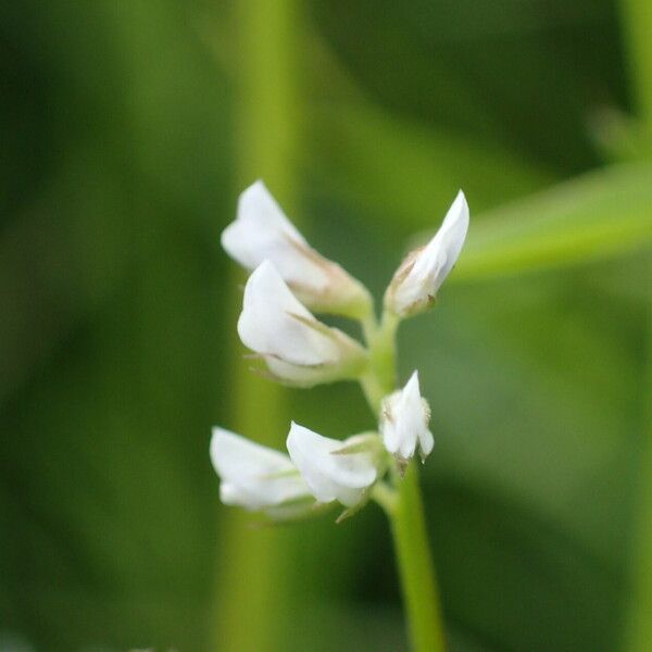 Vicia hirsuta ফুল