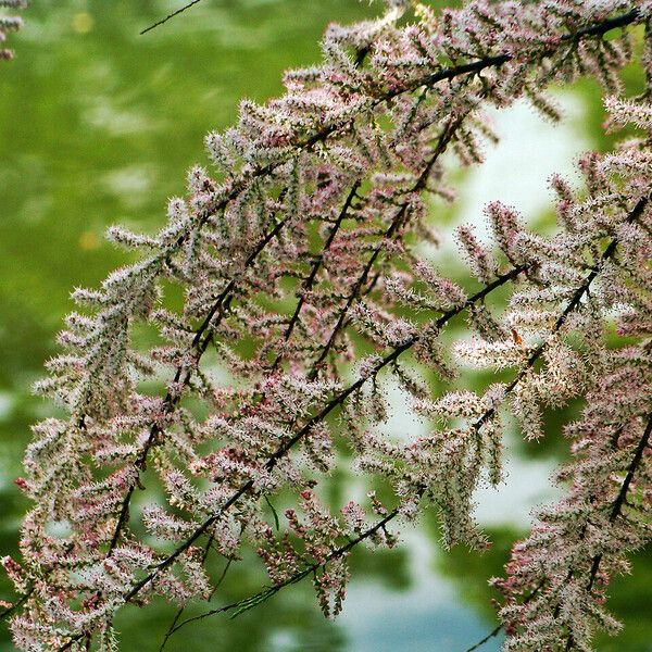 Tamarix parviflora Flower