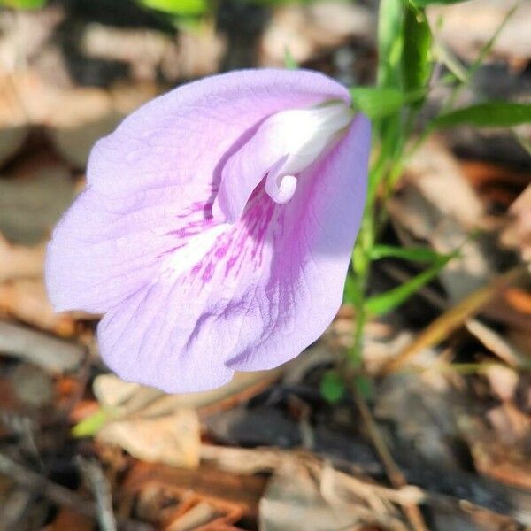 Clitoria mariana Blodyn