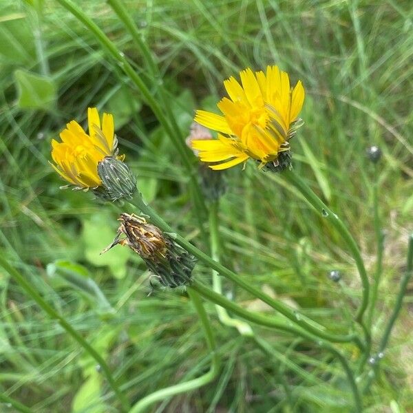 Hypochaeris radicata 整株植物