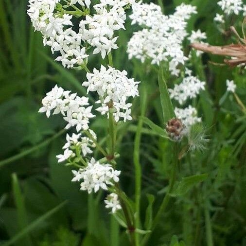 Galium boreale Blüte