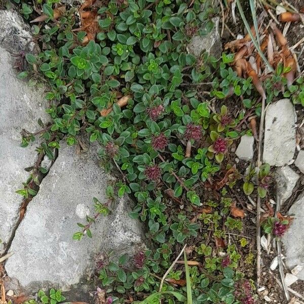 Thymus praecox Vivejo