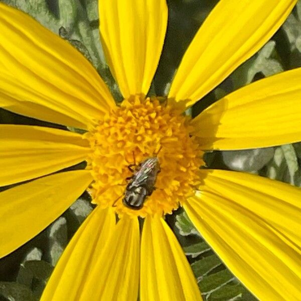 Euryops pectinatus Kukka