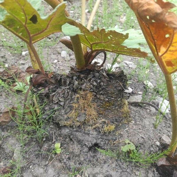 Rheum palmatum Coajă