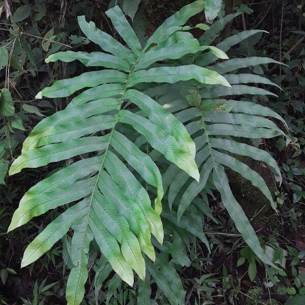 Serpocaulon triseriale Feuille