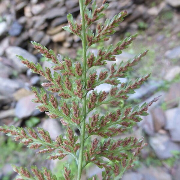 Asplenium onopteris Yaprak