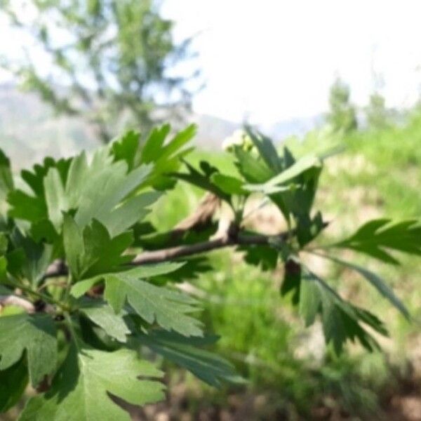 Crataegus wattiana