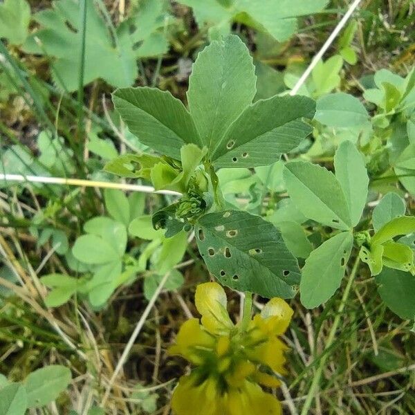 Trifolium aureum Лист