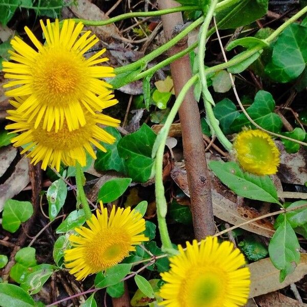 Pulicaria odora Flower