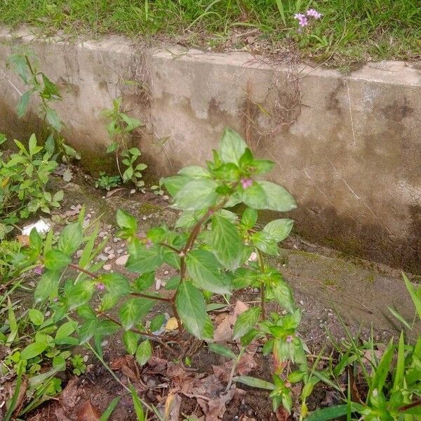 Cuphea elliptica Blad