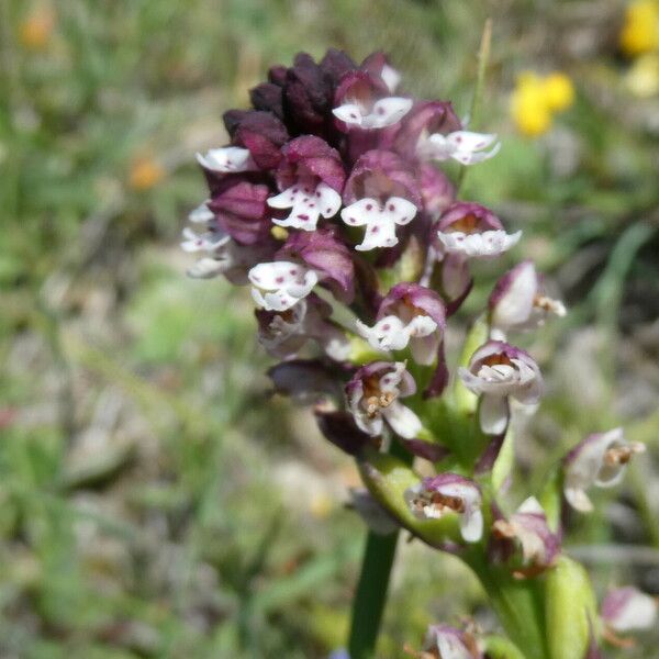 Neotinea ustulata Flor