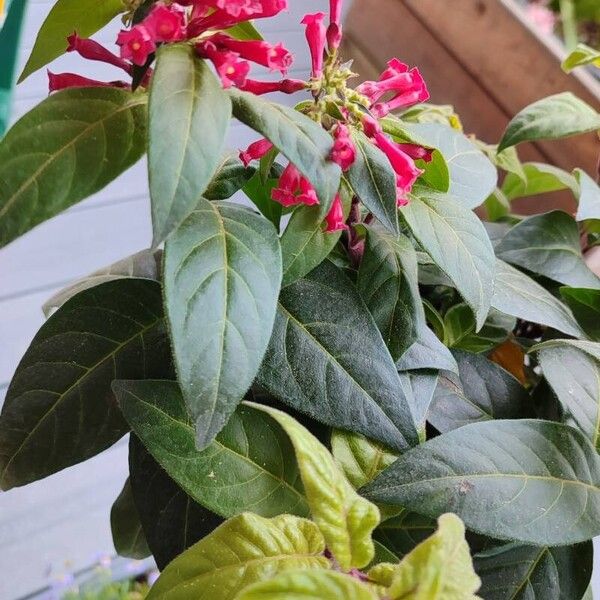 Cestrum elegans Hábito