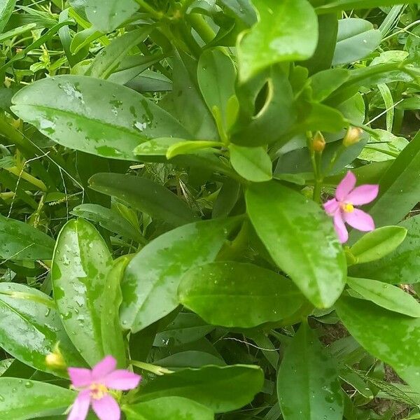 Talinum fruticosum ഇല