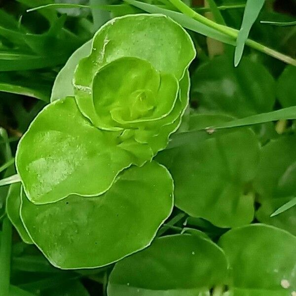 Lysimachia nummularia Leaf