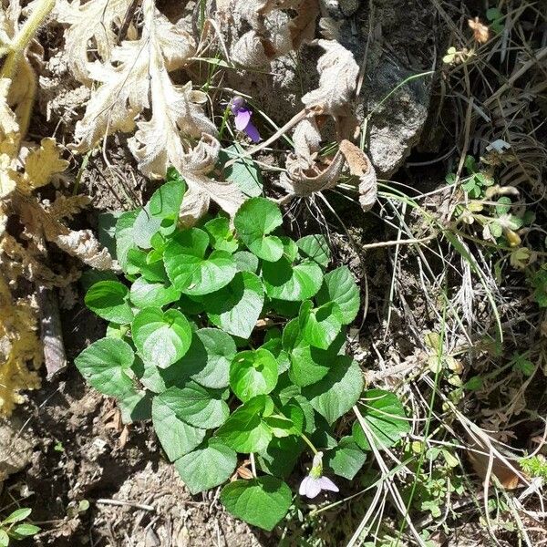 Viola reichenbachiana Leaf