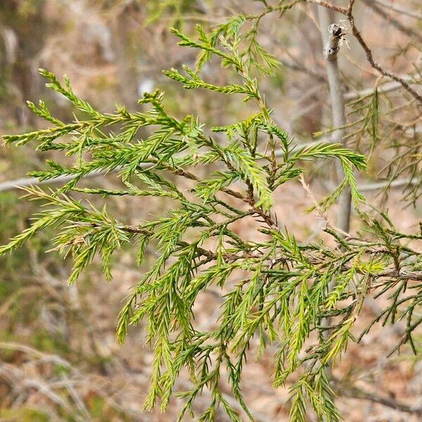 Juniperus procera Hoja