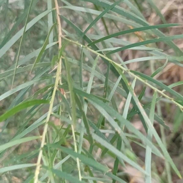 Melaleuca viminalis 叶