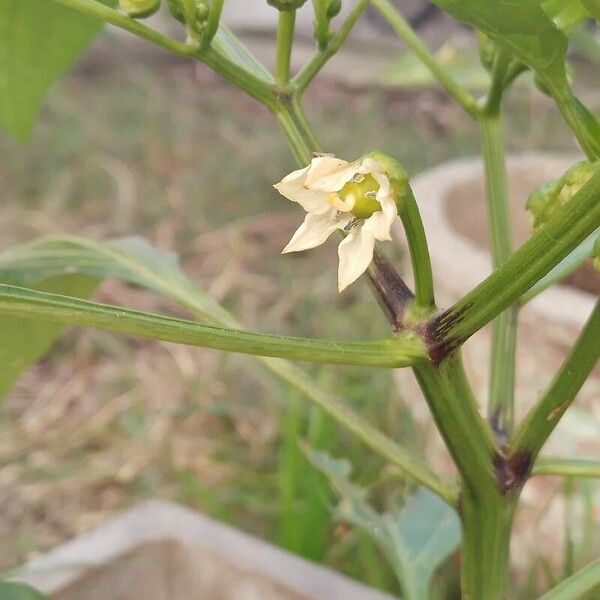 Capsicum baccatum Virág