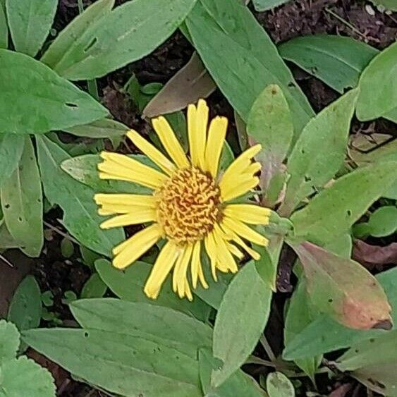 Pentanema salicinum Flower