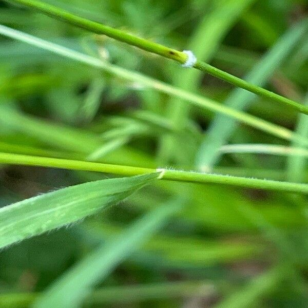 Brachypodium pinnatum Leaf