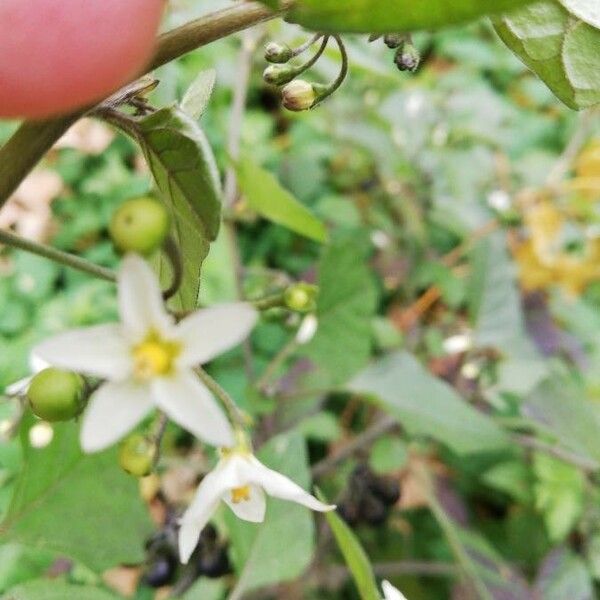 Solanum nigrum Õis