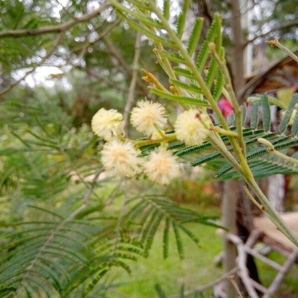 Acacia mearnsii Žiedas