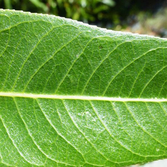 Salix laevigata Blatt