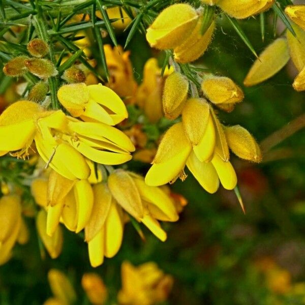 Ulex parviflorus Flower