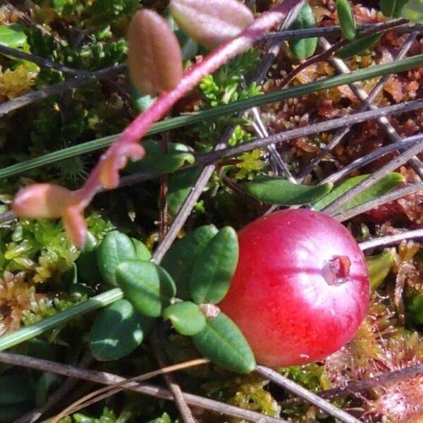 Vaccinium oxycoccos Ffrwyth