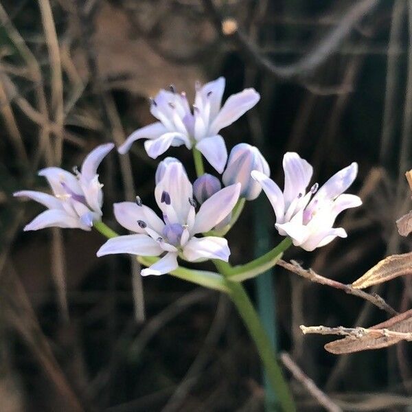 Scilla verna Flower