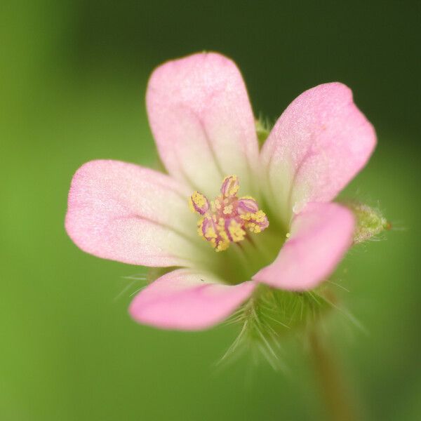 Geranium rotundifolium Blüte