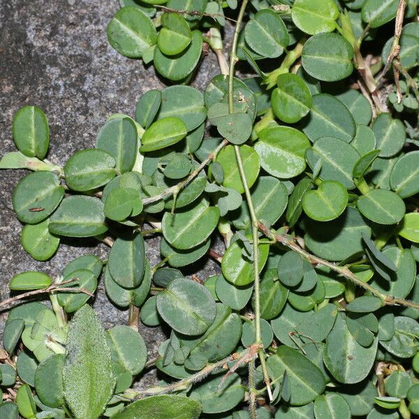 Alysicarpus vaginalis Blad